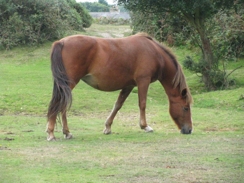 Leyland Country House Lymington Luaran gambar